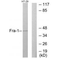 Fra-1 Antibody