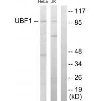 UBF1 Antibody