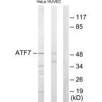 ATF7 Antibody