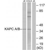 KAPC A/B Antibody