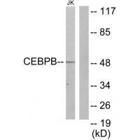 CEBPB Antibody