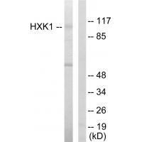 HXK1 Antibody