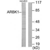 ARBK1 Antibody
