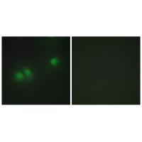ELAV2/4 Antibody