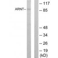 ARNT Antibody 