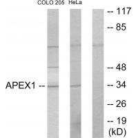 APEX1 Antibody