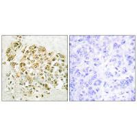 MZF-1 Antibody