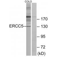 ERCC5 Antibody 