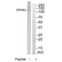 EPHA3 Antibody 
