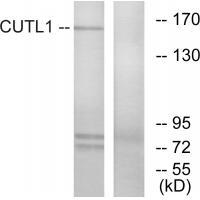 CUTL1 Antibody