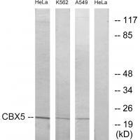 CBX5 Antibody