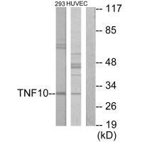 CD253 Antibody 