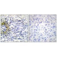 FXR2 Antibody