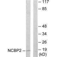 NCBP2 Antibody