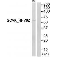 GCVK_HHV6Z Antibody