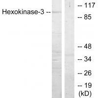 Hexokinase-3 Antibody