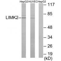 LIMK2 Antibody