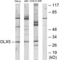 DLX5 Antibody