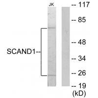 SCAND1 Antibody