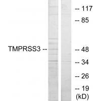 TMPRSS3 Antibody