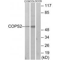 COPS2 Antibody