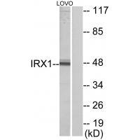 IRX1 Antibody