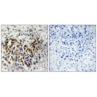 IRX3 Antibody