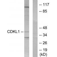 CDKL1 Antibody