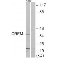 CREM Antibody