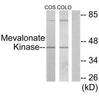 Mevalonate Kinase Antibody