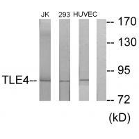 TLE4 Antibody
