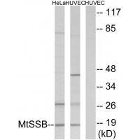 MtSSB Antibody