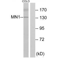 MN1Antibody