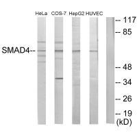 Smad4 Antibody