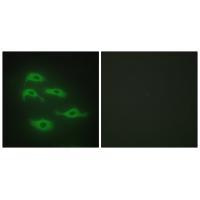 SERC3 Antibody