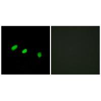 TRA-2α Antibody