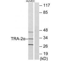 TRA-2α Antibody