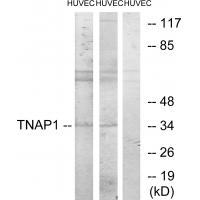 TNAP1 Antibody