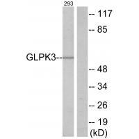 GLPK3 Antibody