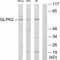 GLPK2 Antibody