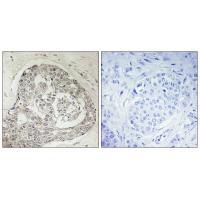 K0100 Antibody
