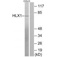 HLX1 Antibody