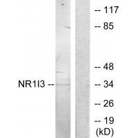 NR1I3 Antibody