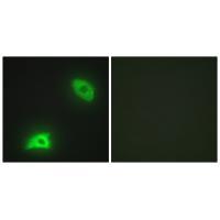 DUSP6 Antibody 