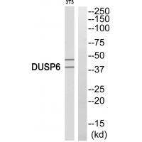 DUSP6 Antibody 