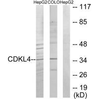 CDKL4 Antibody 