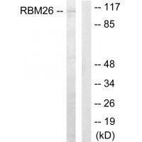RBM26 Antibody 