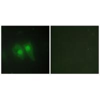 STEA3 Antibody