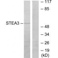 STEA3 Antibody