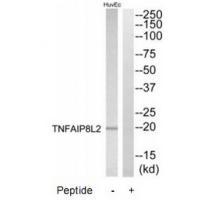 TNFAIP8L2 Antibody